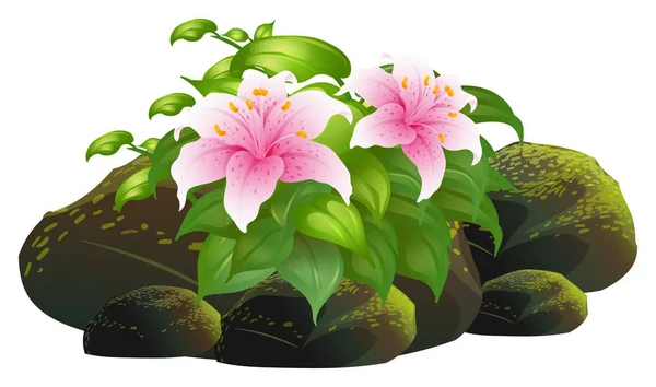 Pink lily flowers and rocks on white background — Stock Vector