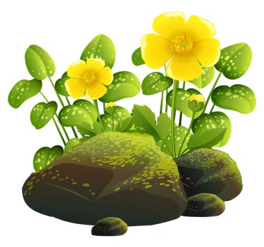 Beyaz arka planda iki sarı çiçek ve kaya