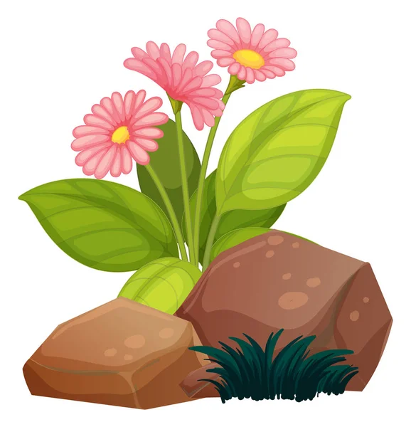 三朵粉红色的花，白色背景有岩石 — 图库矢量图片