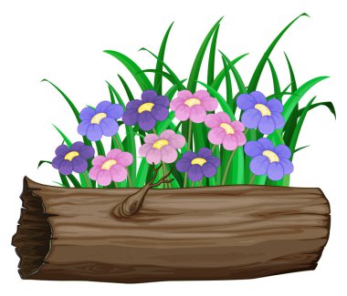 Beyaz arka planda mor ve pembe çiçekler