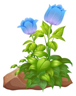 Mavi lale çiçekleri ve kayalar beyaz arka plan üzerinde