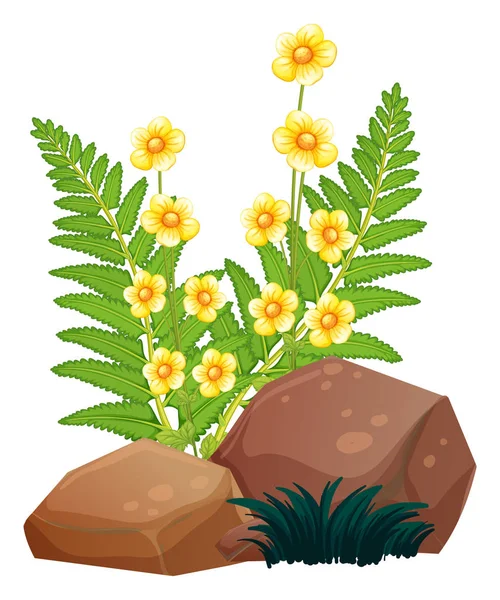 Gele bloemen en varens op witte achtergrond — Stockvector