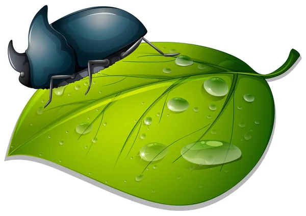 Escarabajo sobre hoja verde sobre fondo blanco — Vector de stock