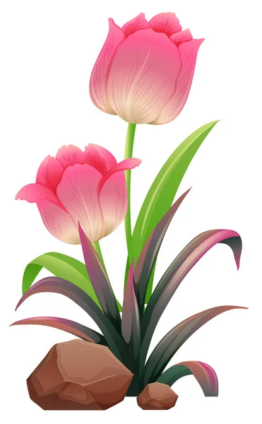 Pink tulips on white background — Stock Vector