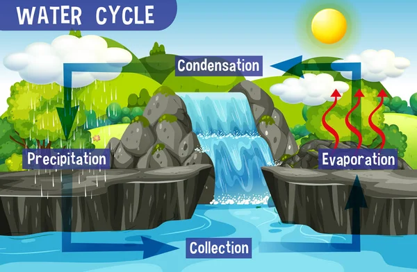 Διαδικασία κύκλου νερού στη γη-επιστημονική — Διανυσματικό Αρχείο