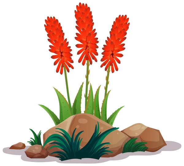 Aloe Vera virággal fehér alapon — Stock Vector