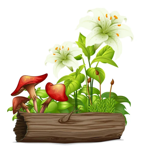 White lily and mushrooms on white background — Stock Vector