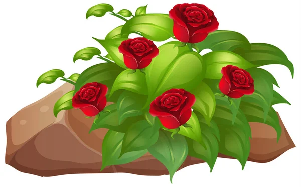 Rosas rojas con hojas sobre fondo blanco — Vector de stock