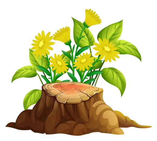 Žluté Gerbera květiny na bílém pozadí — Stockový vektor