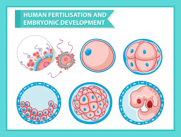 Научная медицинская иллюстрация эмбрионального развития — стоковый вектор