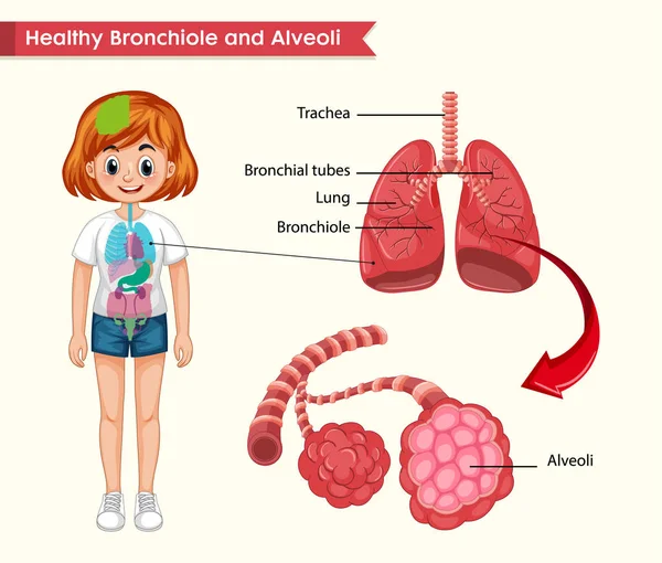 健康な肺解剖学の科学的医学的イラスト — ストックベクタ