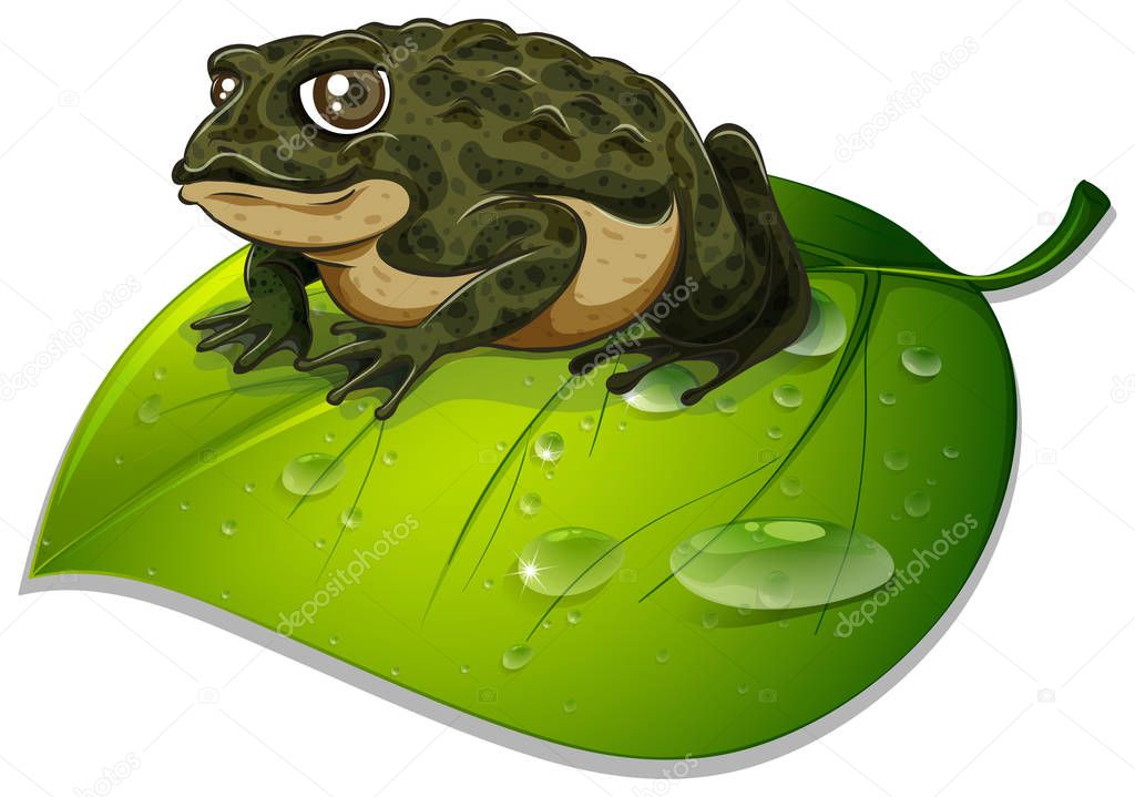 One toad on green leaf on white background