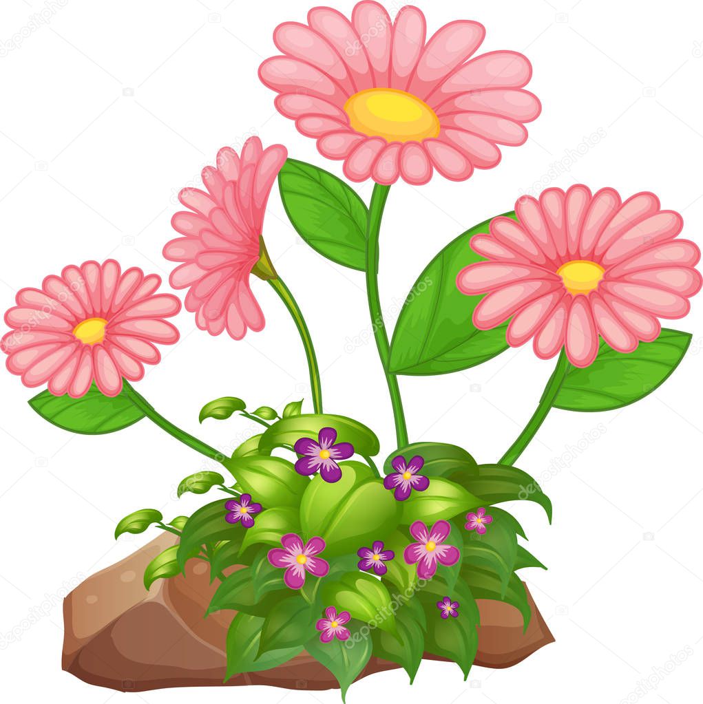 Flowers and rocks on white background
