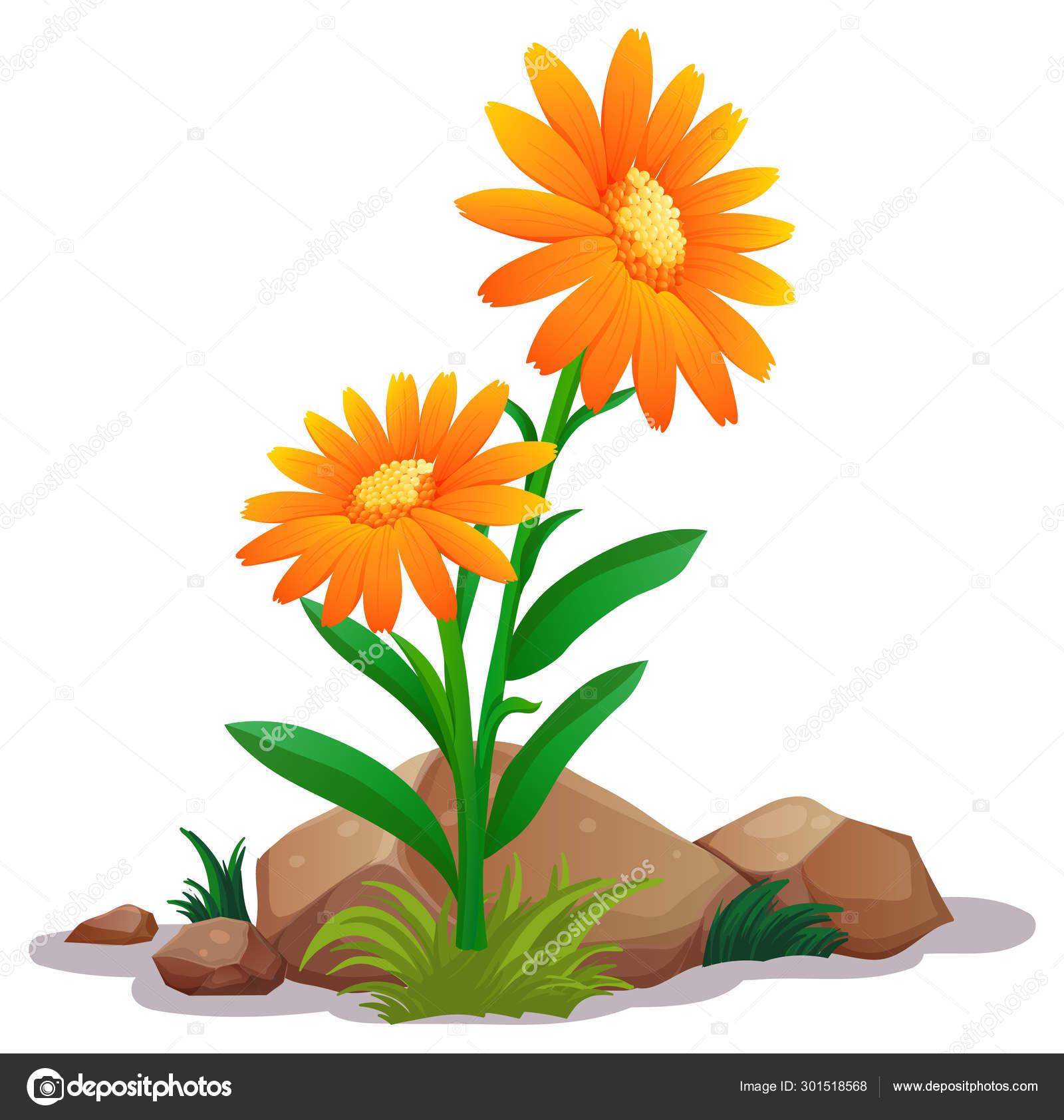 Image vectorielle Fleurs de marguerite gerbera orange sur fond blanc par  ©interactimages - 301518568, image size:1600x1683