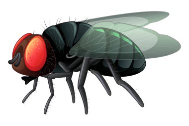 beyaz zemin üzerine sinek