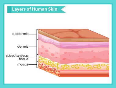 Scientific medical illustration of human skin layers clipart