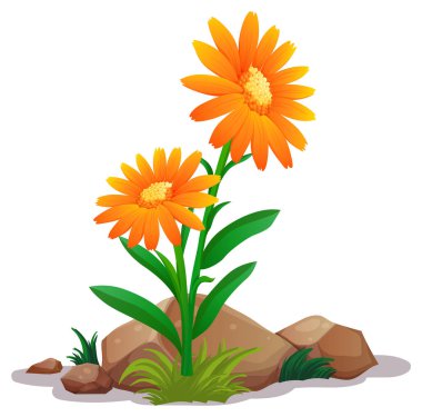 Beyaz arka planda turuncu gerbera papatya çiçekleri