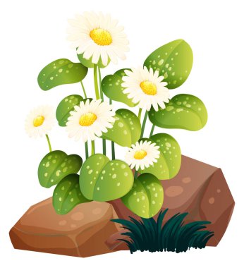 Beyaz arka planda beyaz gerbera papatya çiçekleri