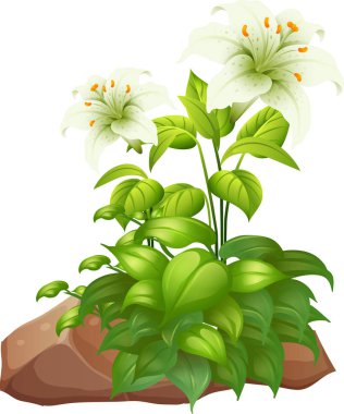 Beyaz arka plan üzerinde iki beyaz zambak çiçekleri