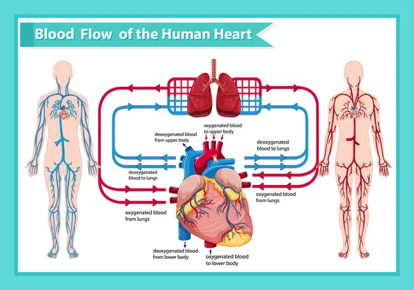 Ilustración médica científica del flujo sanguíneo humano — Vector de stock