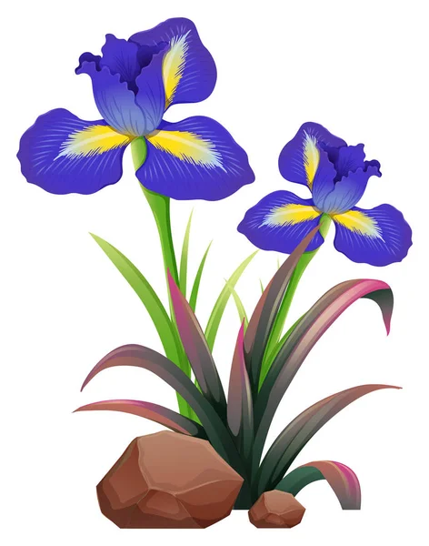 Dos flores de iris sobre fondo blanco — Vector de stock