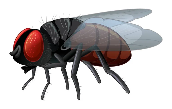 Mosca doméstica sobre fondo blanco — Archivo Imágenes Vectoriales