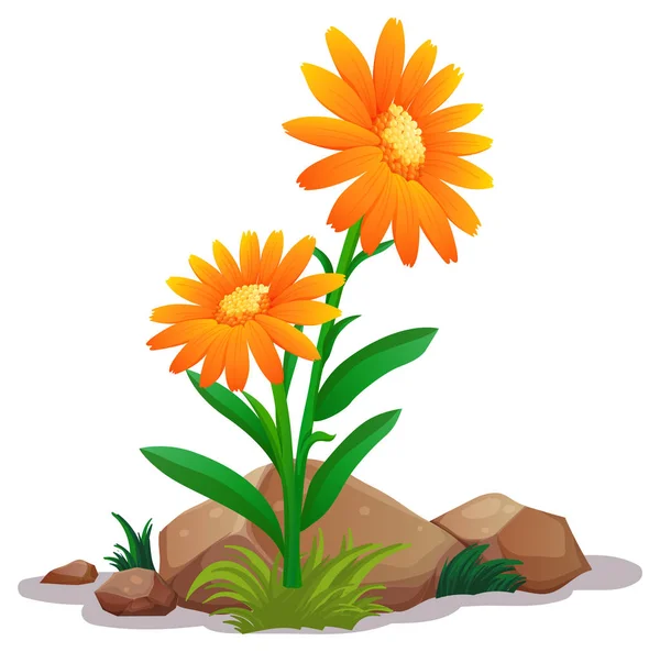 Beyaz arka planda turuncu gerbera papatya çiçekleri