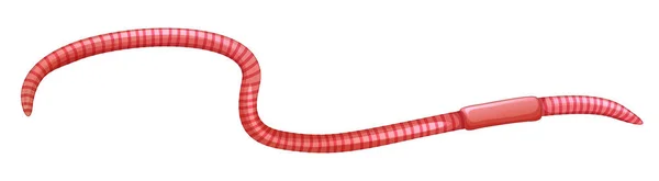 Earthworm on white background — Stock Vector