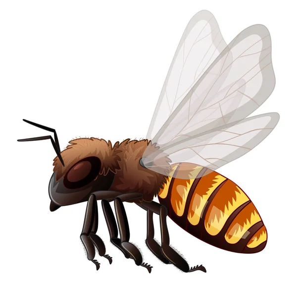 Abeja voladora sobre fondo blanco — Vector de stock