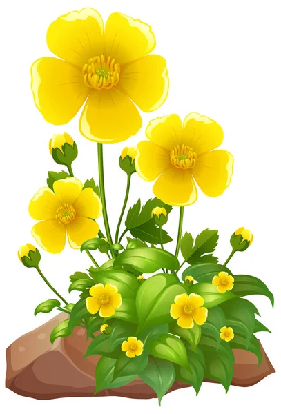 Yellow flowers and rocks on white background — Stock Vector