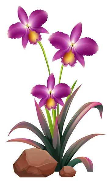 Lila orchidea virágok és sziklák fehér háttérben — Stock Vector