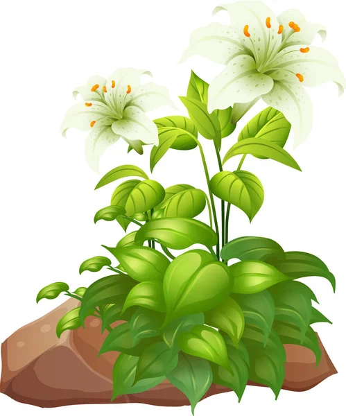 Beyaz arka plan üzerinde iki beyaz zambak çiçekleri