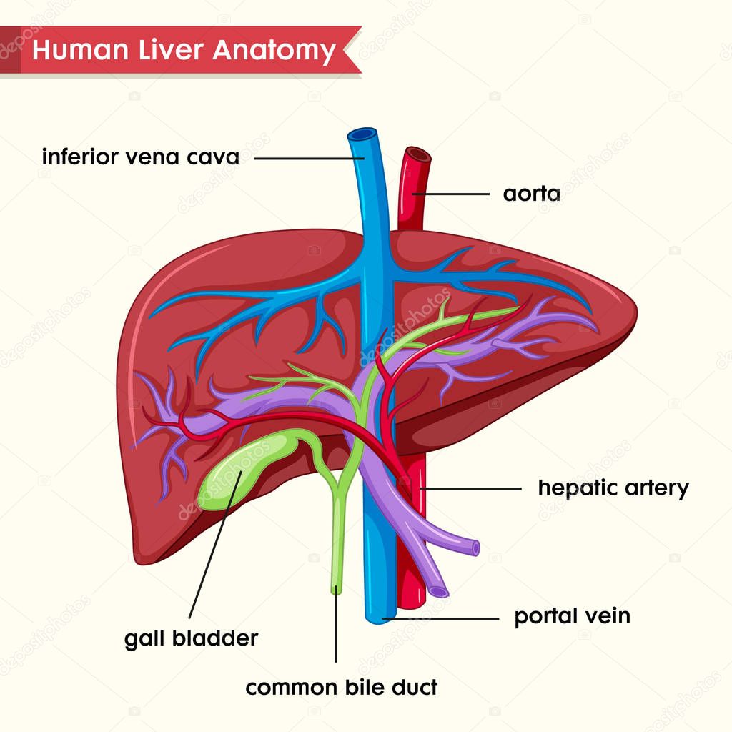 Scientific medical illustration of human liver parts