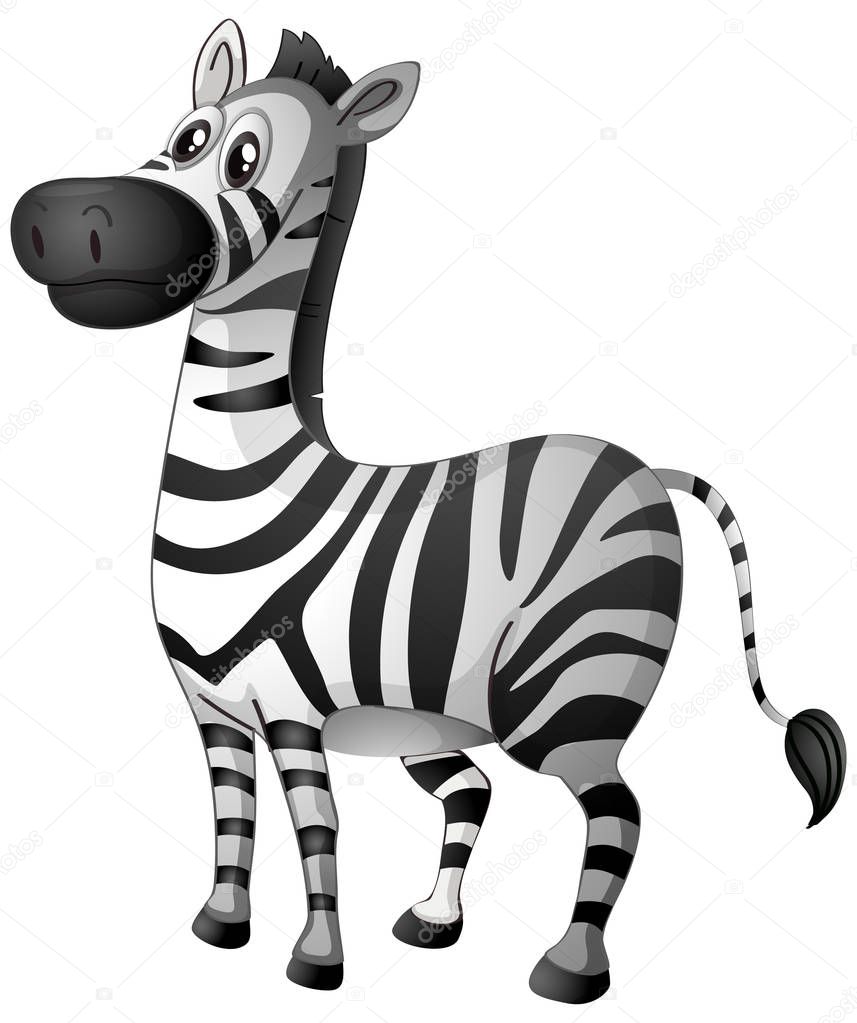 Zebra standing on white background