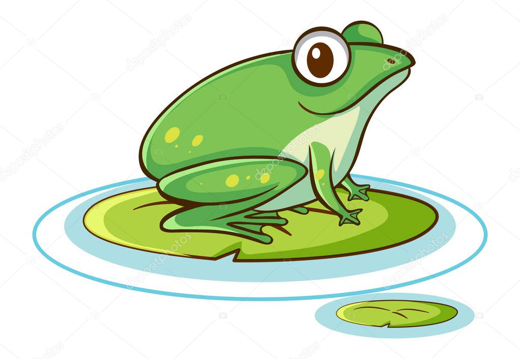 Green frog on white background