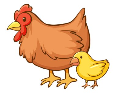 Beyaz arka planda hen ve küçük civciv