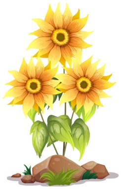 Beyaz yaprak ve kaya ile ayçiçeği