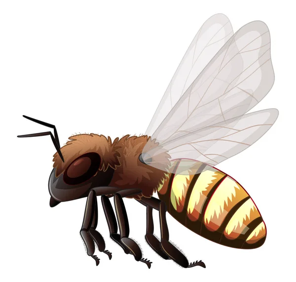 Biene auf weißem Hintergrund — Stockvektor