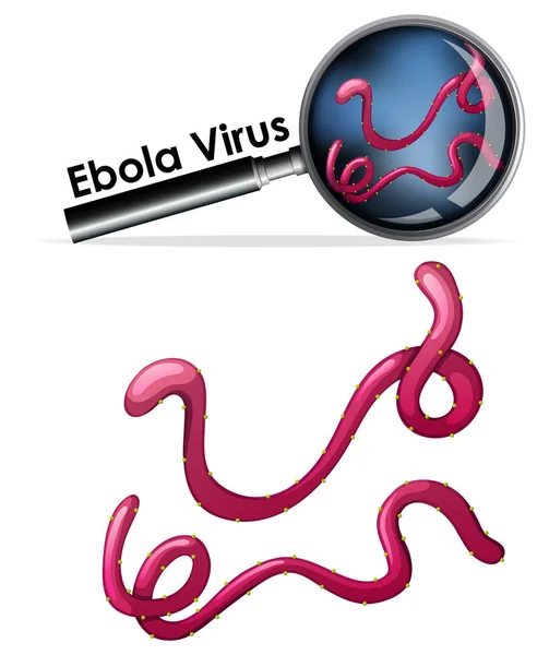 エボラウイルスというウイルスの隔離された物体をクローズアップ — ストックベクタ