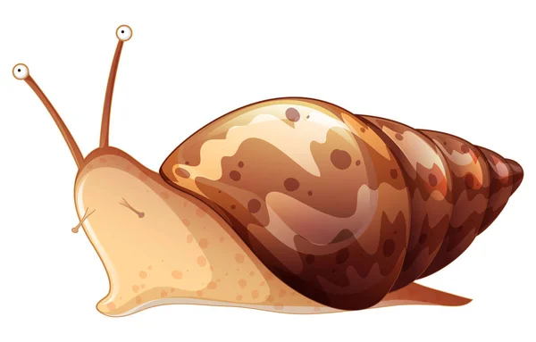 Caracol marrón sobre fondo blanco — Vector de stock