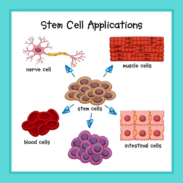 Illustrazione medica scientifica delle applicazioni delle cellule staminali — Vettoriale Stock