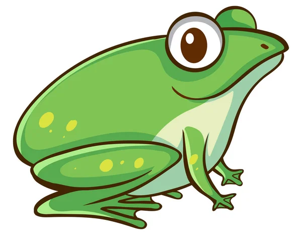 Green frog on white background — Stock Vector