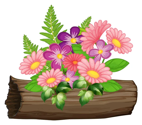 白色背景上的粉红色和紫色的菊花花 — 图库矢量图片