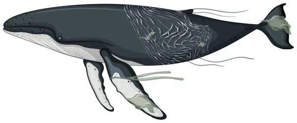 Baleine et déchets en plastique sur fond blanc — Image vectorielle
