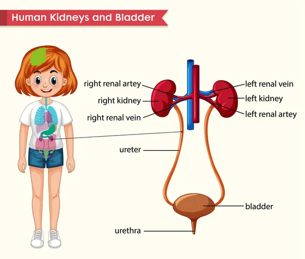 Wetenschappelijke medische illustratie van nieren en blaas anatomie — Stockvector