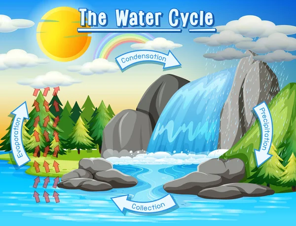 Water kringloop proces op aarde-wetenschappelijk — Stockvector