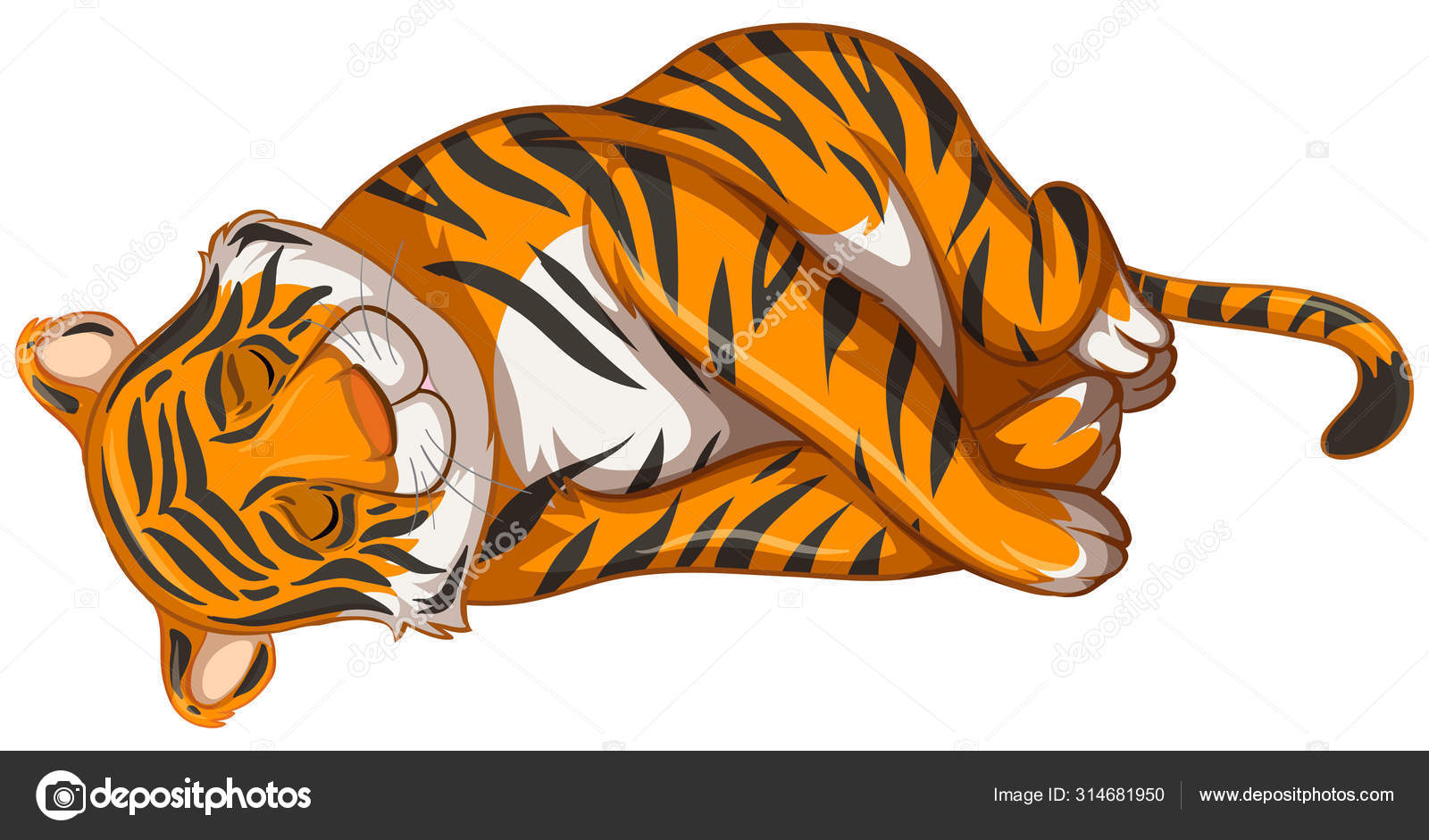 Tigre durmiendo sobre fondo blanco Vector de stock #314681950 de  ©interactimages, image size:1600x941