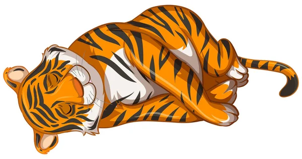 Tygr spí na bílém pozadí — Stockový vektor