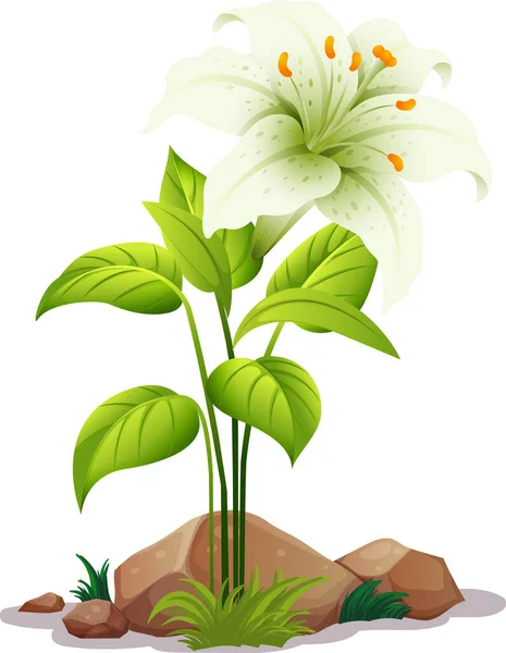 One white lily with leaves on white background — Stock Vector