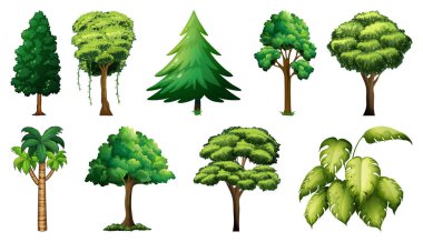 Çeşitli bitki ve ağaçlar çizimi